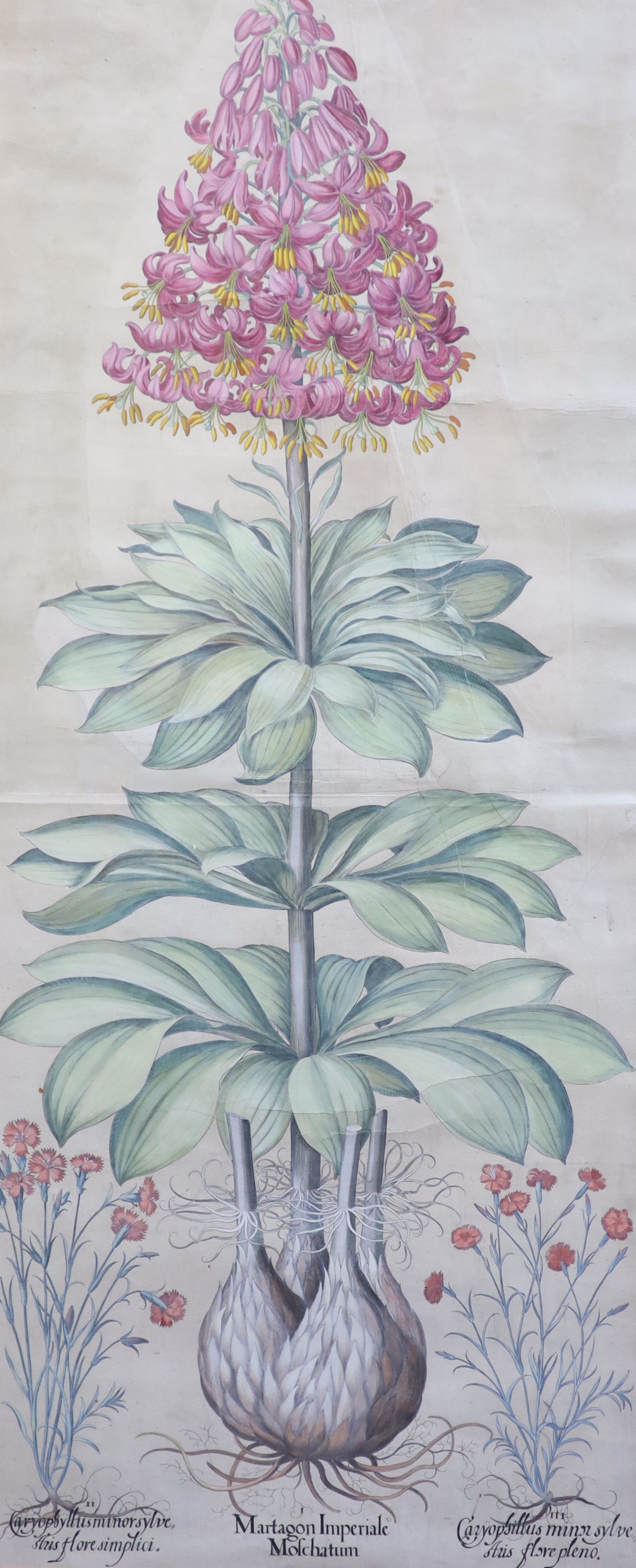 Basilius Besler (1561-1629), Martagon Imperiale Molchatum, Myrtus Tarentina, Myrtus Latifolns, Calendula Prolifera, Tanacetum Inodorum, Flore Belli and Reseda Plinn, Five engravings with handcolouring printed on laid pap